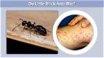 Do Black Tree Ants Bite?