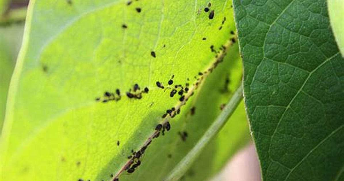 Do Blackflies Harm Runner Beans?
