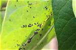 Do Blackflies Harm Runner Beans?