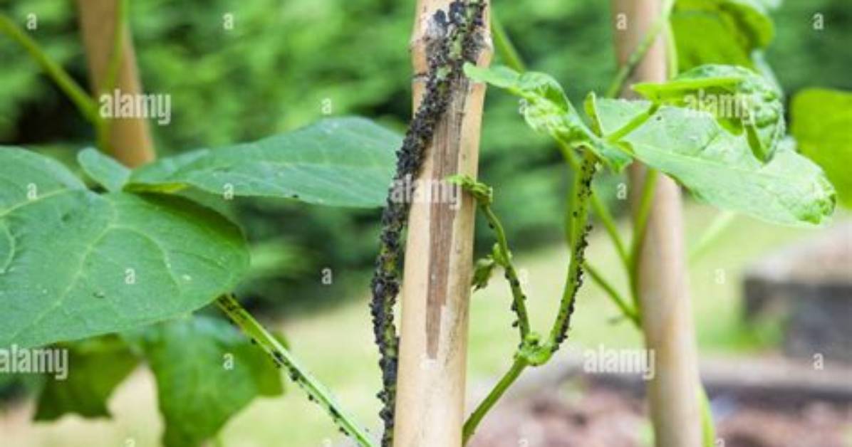 Do Blackfly Harm Runner Beans?
