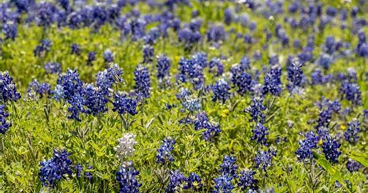 Do Bluebonnets Multiply