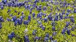 Do Bluebonnets Multiply