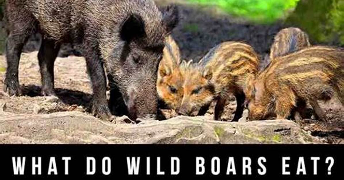 Do Boars Eat Cloudberries?