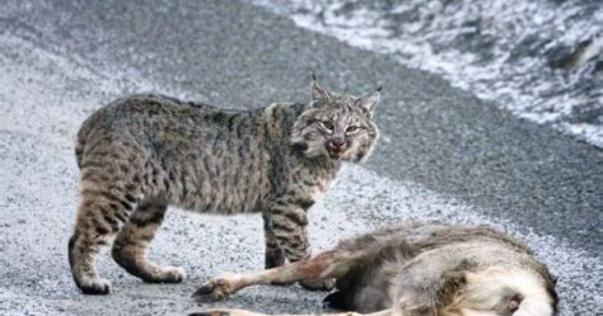 Do Bobcats Attack Dogs?