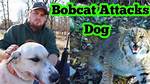Do Bobcats Attack Dogs?