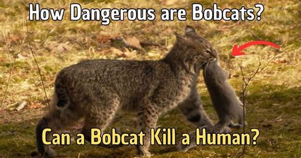 Do Bobcats Attack Humans?