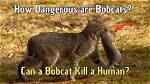 Do Bobcats Attack Humans?