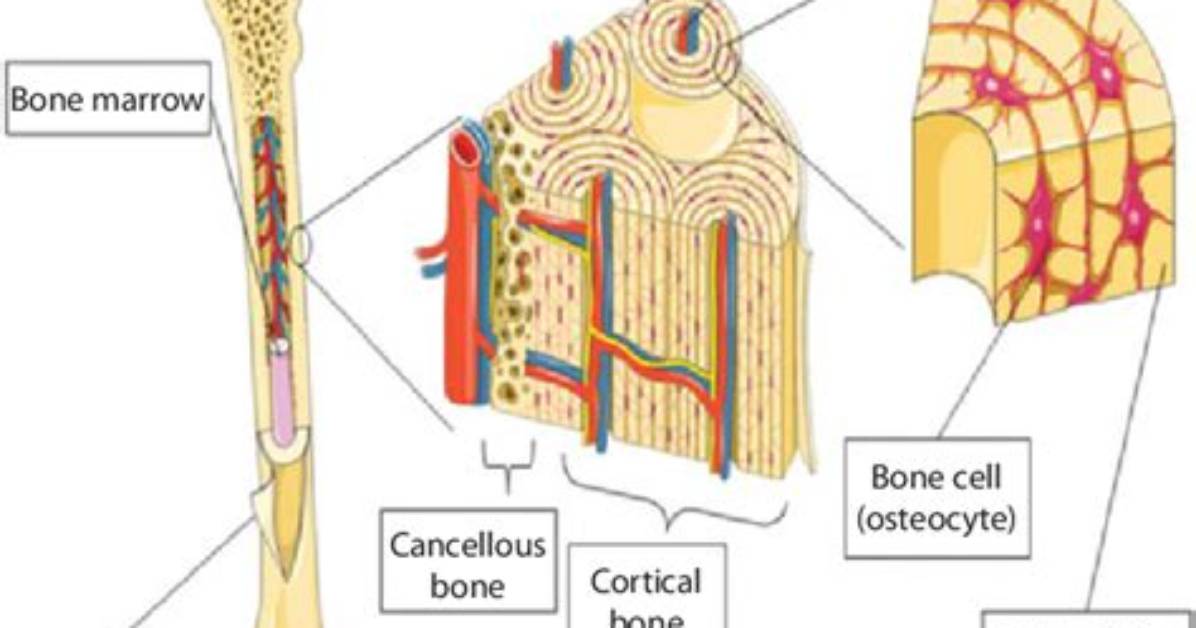 Do Bones Have Dna?