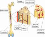 Do Bones Have Dna?
