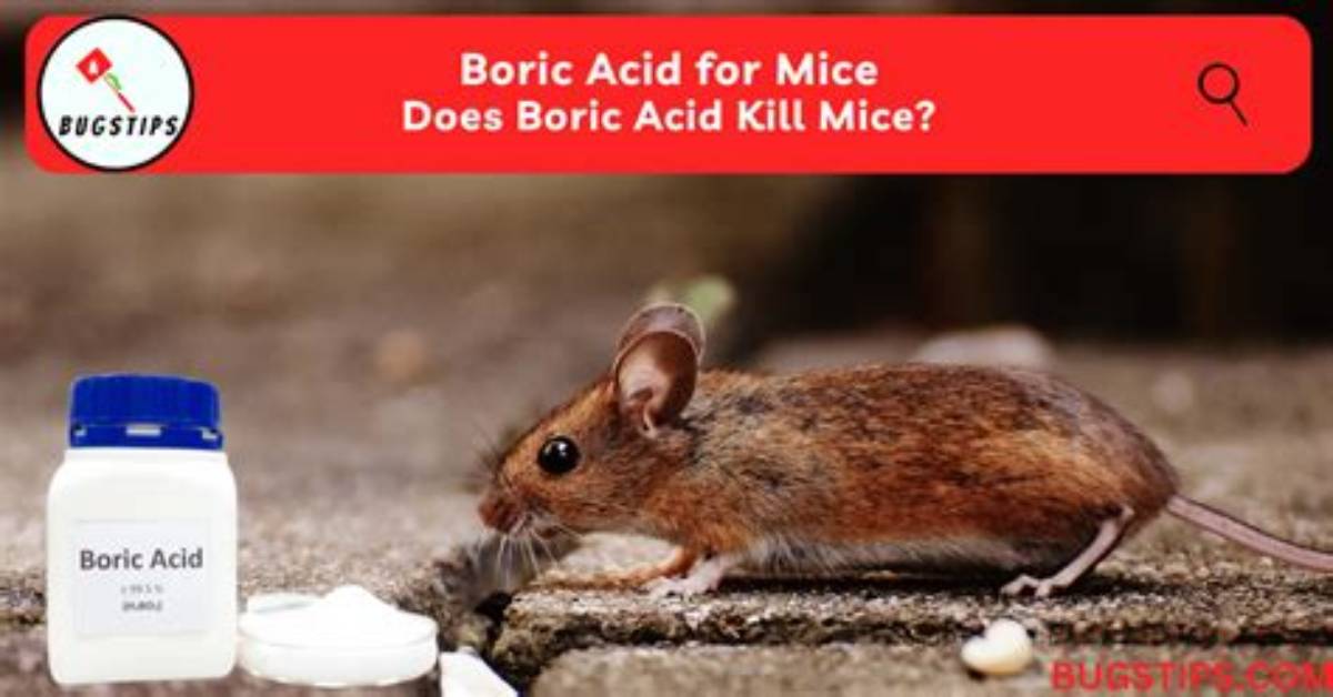 Do Boric Acid Kill Mice?