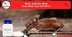 Do Boric Acid Kill Mice?