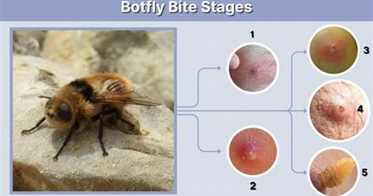 Do Botfly Bites Itch?