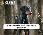 Do Boxer Ears Stand up?
