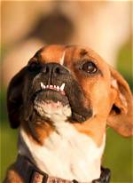 Do Boxers Have Underbites?