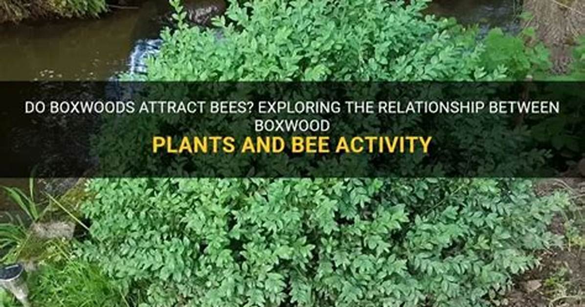 Do Boxwoods Attract Bugs