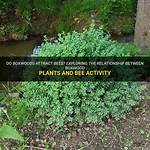 Do Boxwoods Attract Bugs