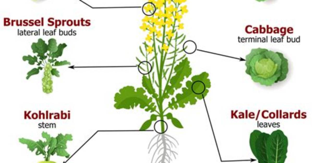 Do Brassicas Need Full Sun?
