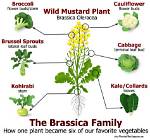 Do Brassicas Need Full Sun?