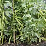 Do Broad Beans Like Full Sun?