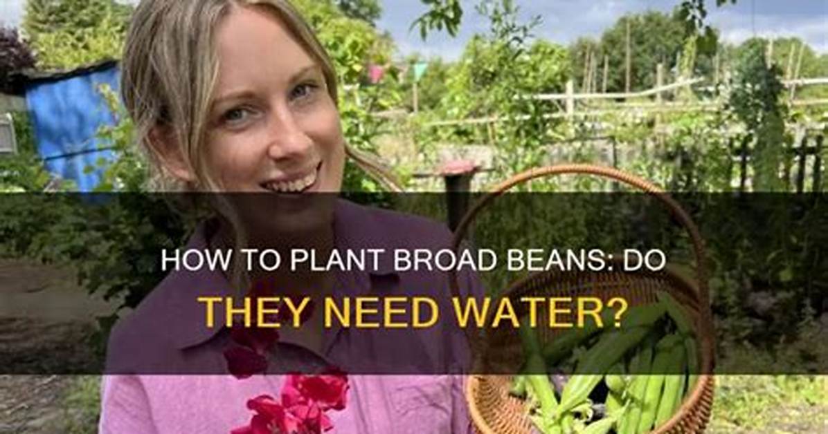 Do Broad Beans Need Soaking