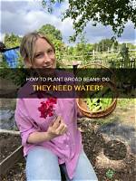 Do Broad Beans Need Soaking