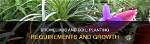Do Bromeliads Need Soil?