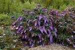 Do Buddleia Have Deep Roots?