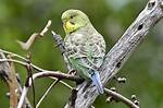 Do Budgerigars Get Lonely?