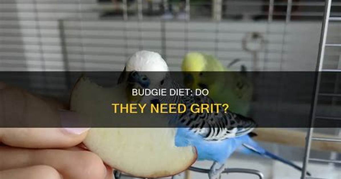 Do Budgerigars Need Grit?