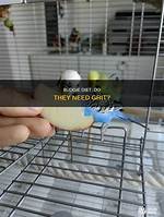 Do Budgerigars Need Grit?