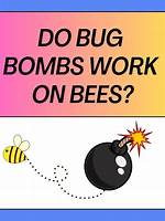 Do Bug Bombs Work on Bees? Check This out | Bug Bomb for Bees