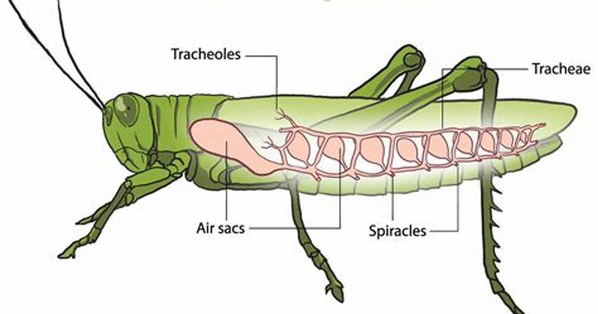 Do Bugs Breathe