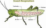 Do Bugs Breathe