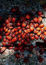 Do Bugs Have Blood?