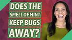 Do Bugs Like Mint