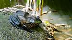 Do Bullfrogs Attack Humans?