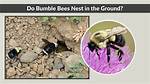 Do Bumble Bees Copulate?
