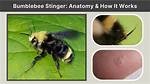 Do Bumblebees Have Stings?
