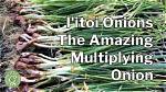 Do Bunching Onions Multiply?