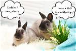 Do Bunnies Like Being Combed?