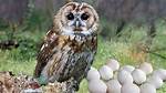 Do Burrowing Owls Lay Eggs?
