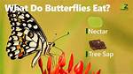 Do Butterflies Eat Bugs?