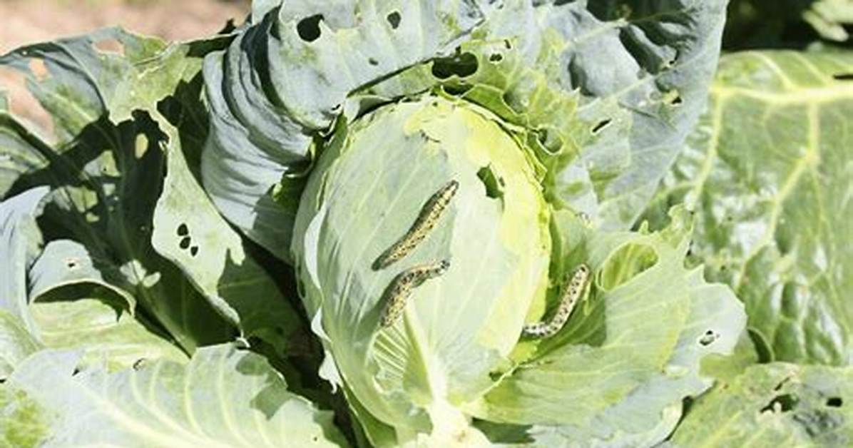 Do Cabbage Loopers Bite?