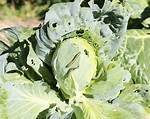 Do Cabbage Loopers Bite?