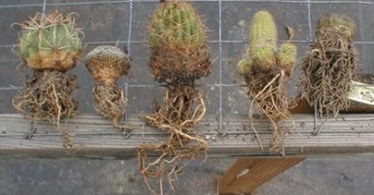 Do Cacti Have Roots?