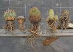 Do Cacti Have Roots?