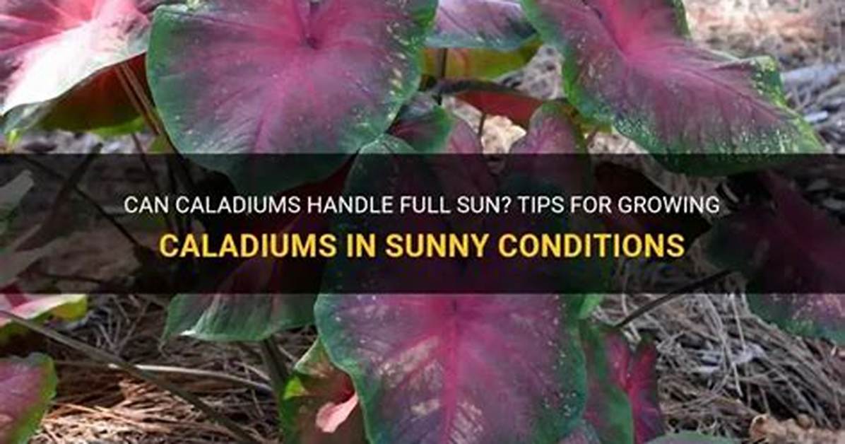 Do Caladiums Need Sun?
