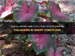 Do Caladiums Need Sun?