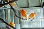 Do Canaries Like Mirrors?