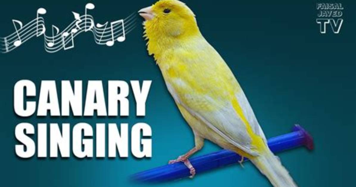Do Canary Birds Sing?